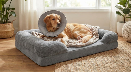 Orthopedic dog beds for post-surgery recovery
