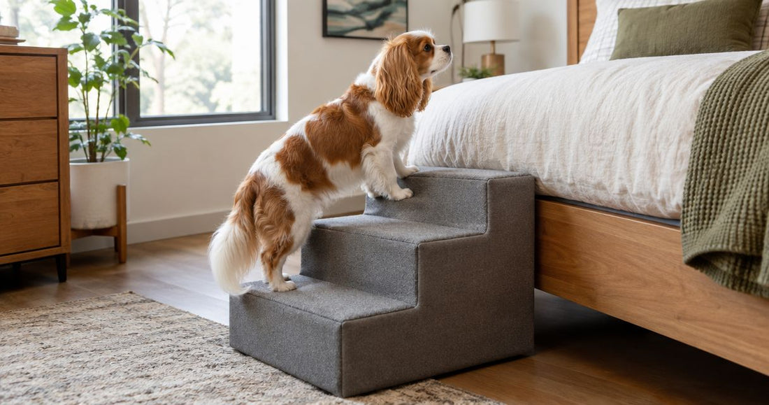 Best pet stairs for renters and no-drill installation 2026