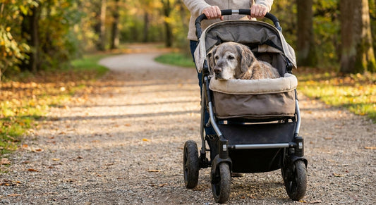 Dog strollers for senior dogs