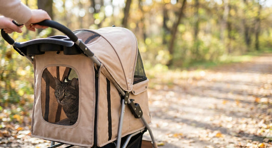 Cat strollers for anxious cats