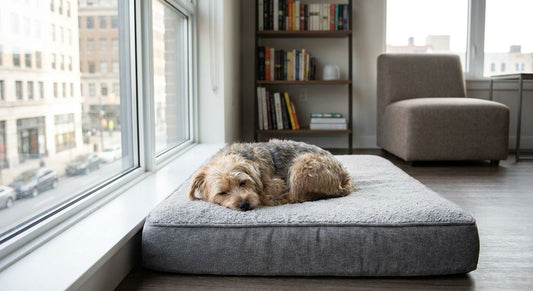 Best orthopedic dog beds for small apartments