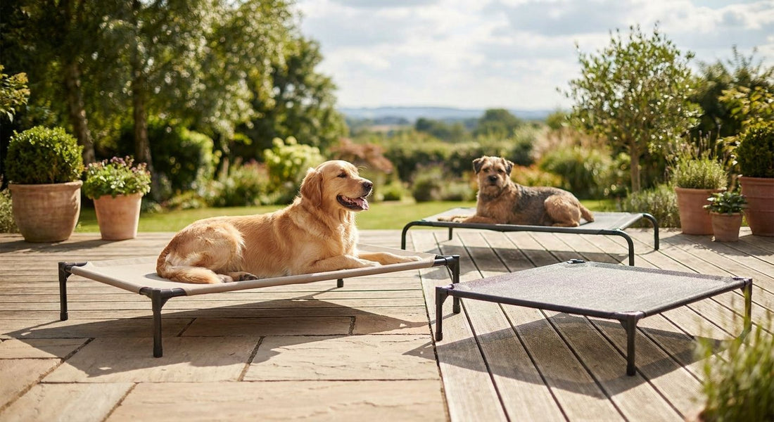 Best elevated dog beds for outdoor use