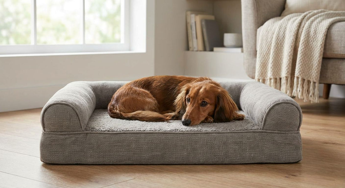 Orthopedic dog beds for dachshunds with back problems