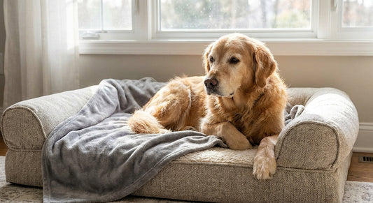 Orthopedic dog beds for hip dysplasia
