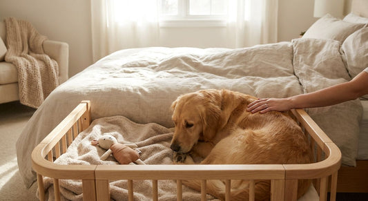 How to transition your dog from your bed to a co-sleeper