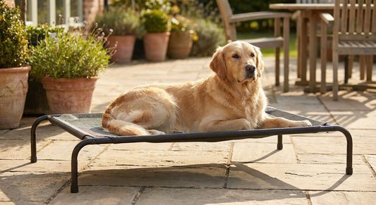 Elevated dog beds for hot pavement and outdoor patios