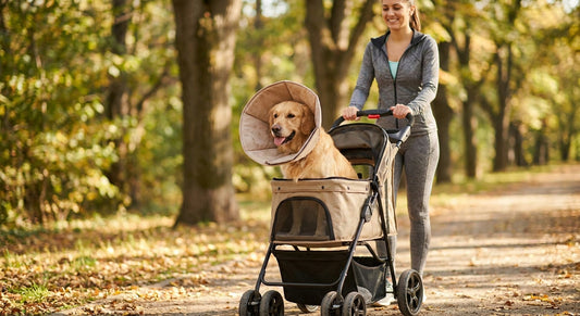 Dog strollers for post-surgery recovery